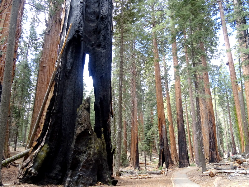 Sequoia National Park