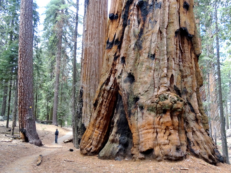 Sequoia National Park