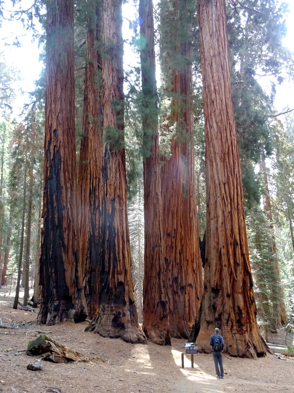 Sequoia National Park