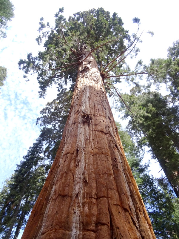 Sequoia National Park