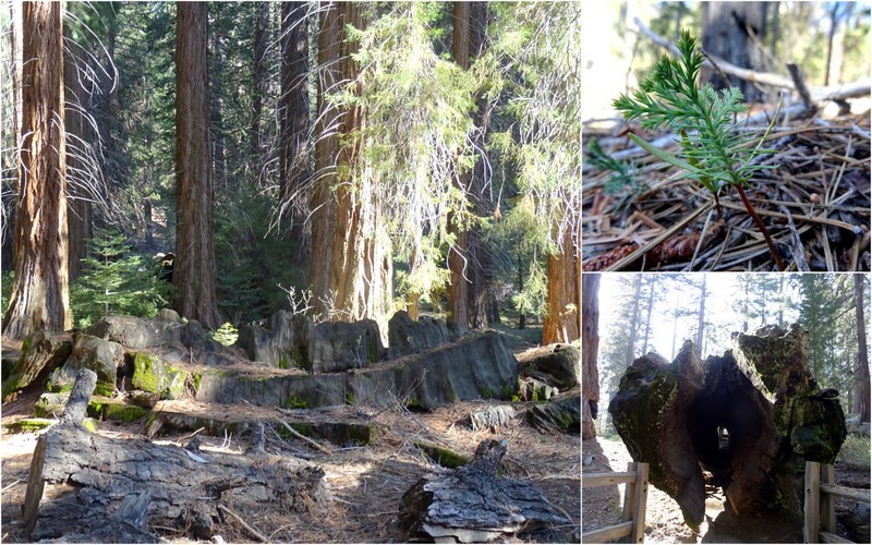 Kings Canyon National Park