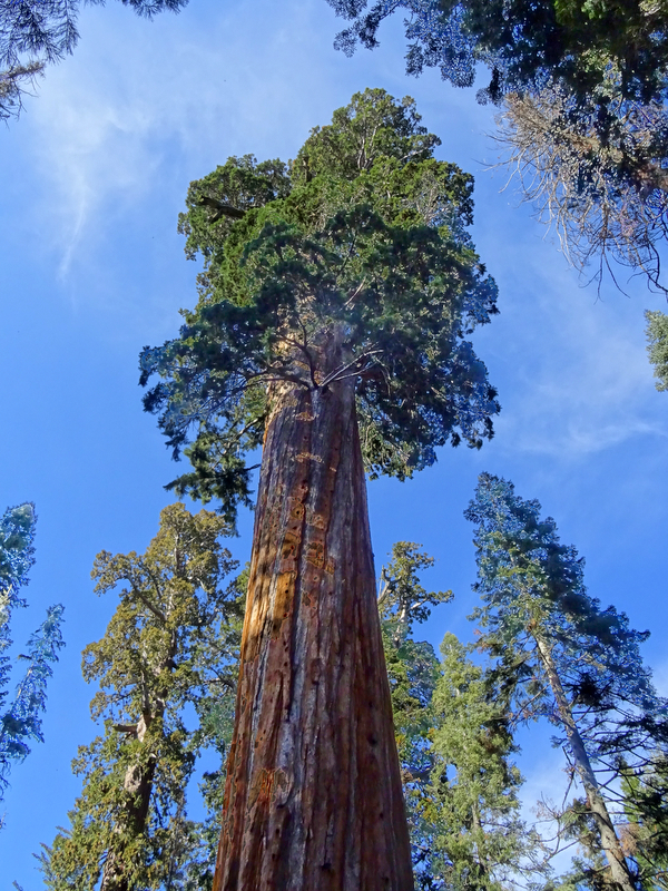 Kings Canyon National Park