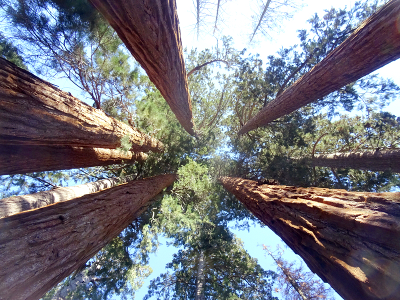 Kings Canyon National Park