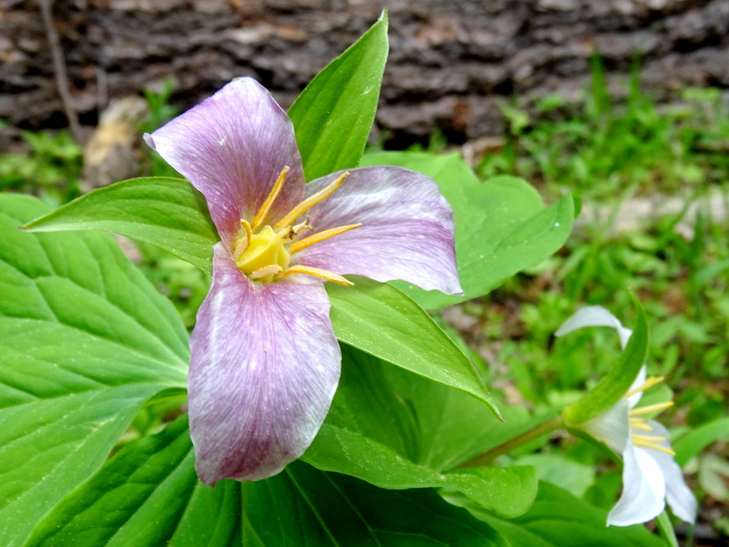 Trillium Flower