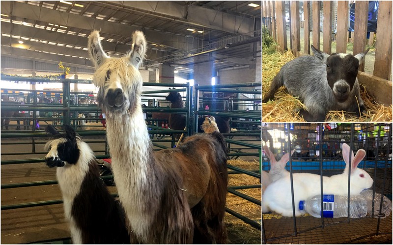 Marion County Fair