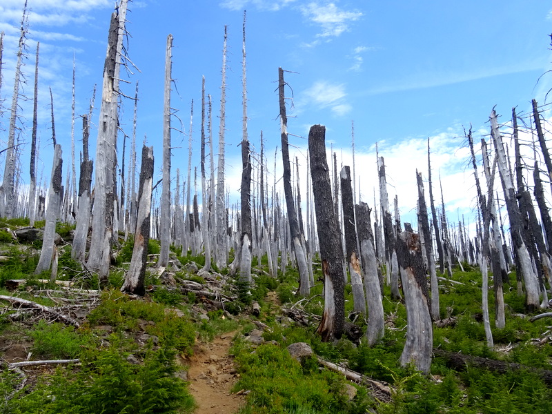 Three Fingered Jack Hike