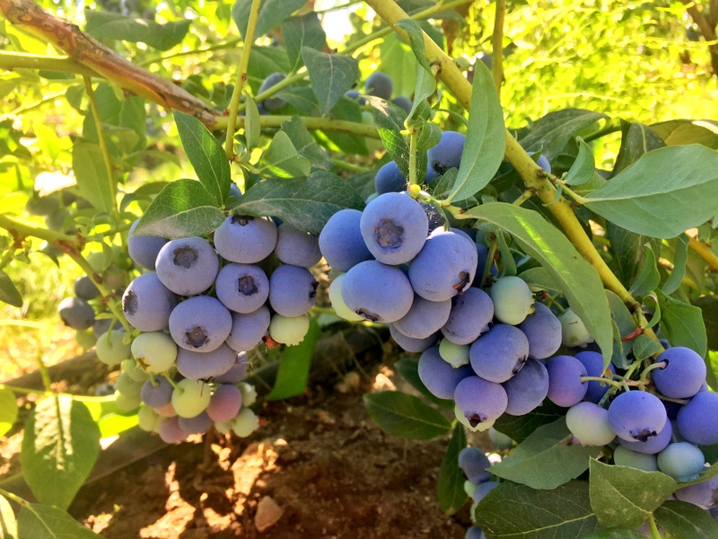 Blueberry Picking in Jefferson, OR