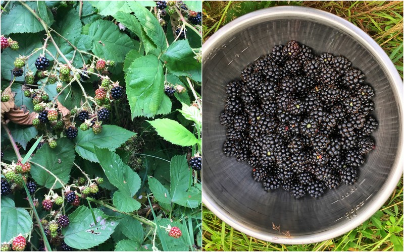 Wild Blackberries