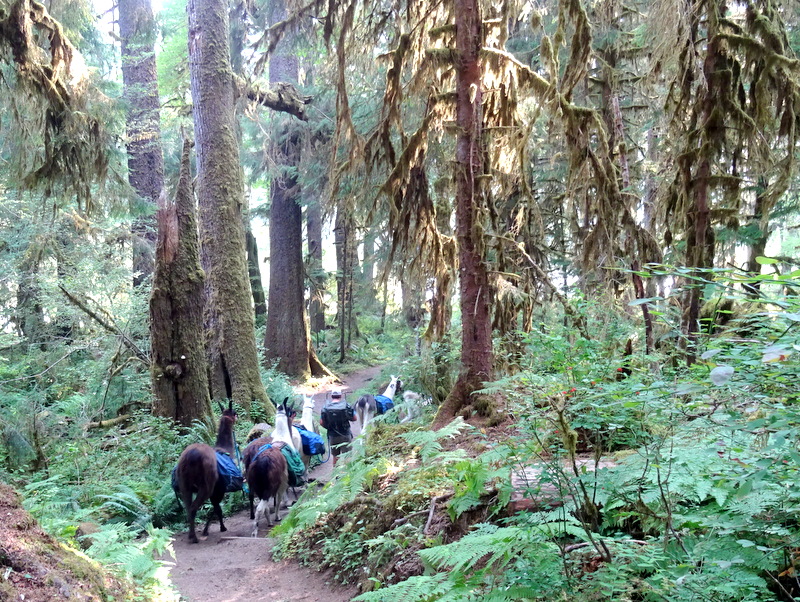 Hoh River Trail - Olympic National Park