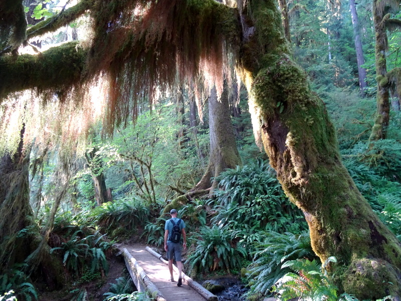 Hoh River Trail - Olympic National Park