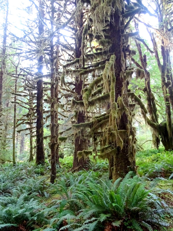 Hoh River Trail - Olympic National Park