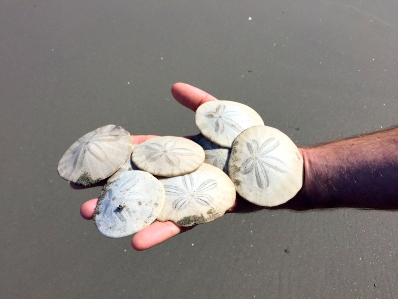 Washington Sand Dollar