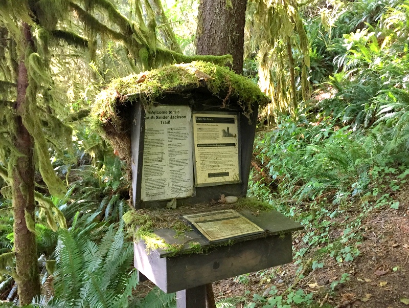 Hoh Rainforest