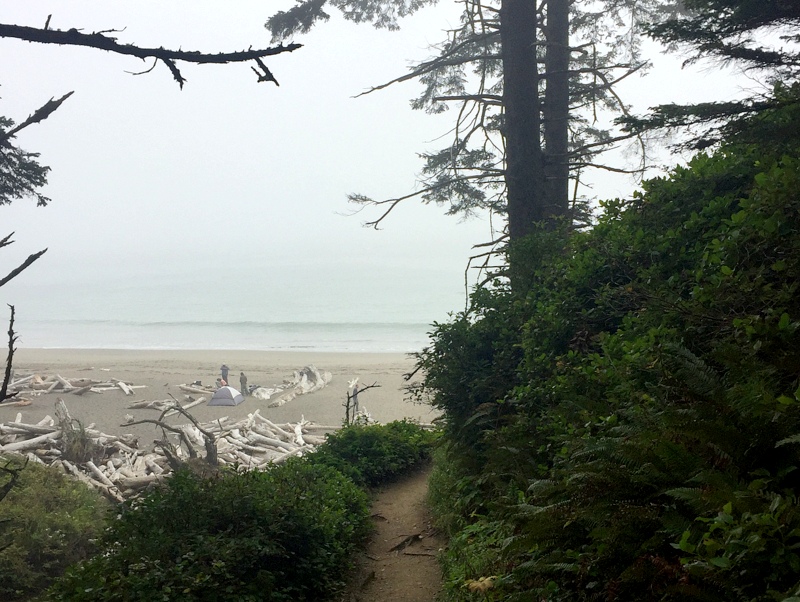 Wilderness Trail in the Olympic National Park