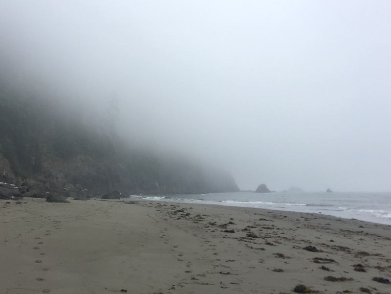 Wilderness Trail in the Olympic National Park