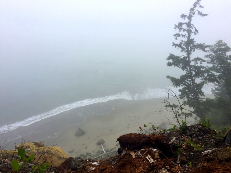 Wilderness Trail in the Olympic National Park