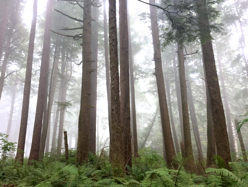 Wilderness Trail in the Olympic National Park