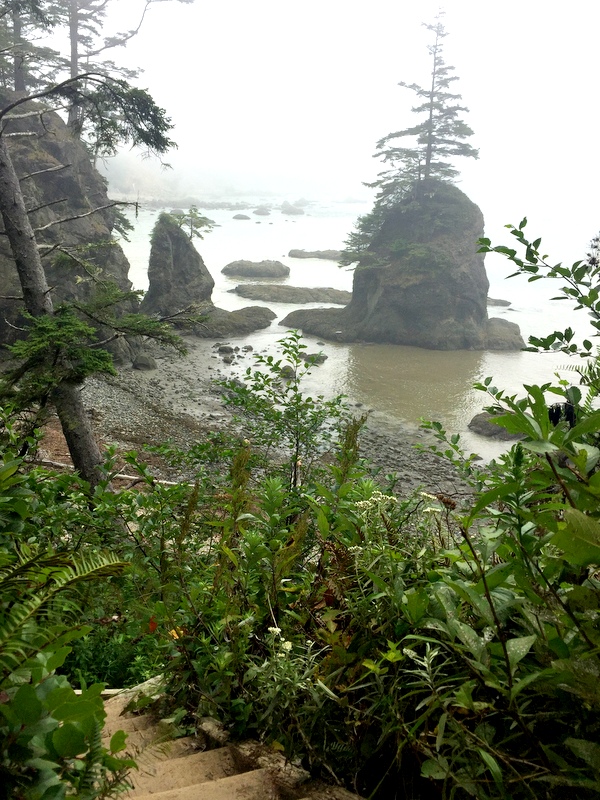 Wilderness Trail in the Olympic National Park