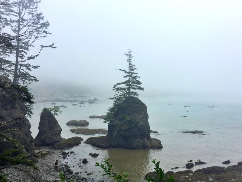 Wilderness Trail in the Olympic National Park