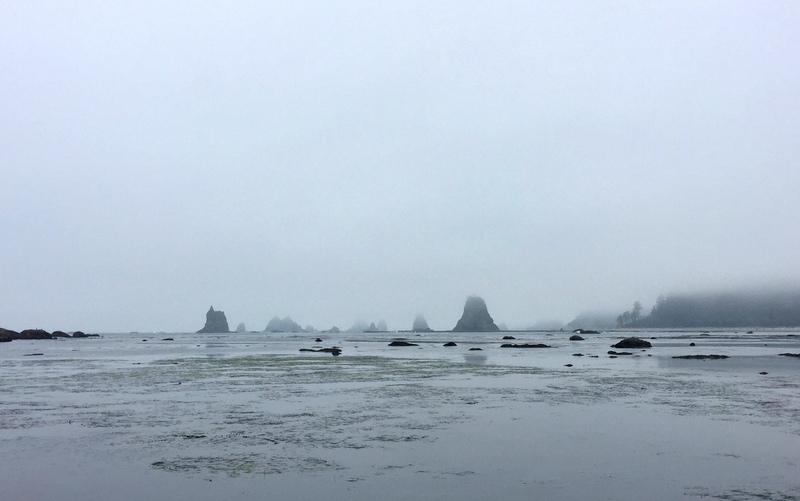 Wilderness Trail in the Olympic National Park