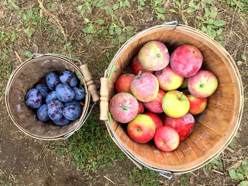 Apple Picking in Snohomish County