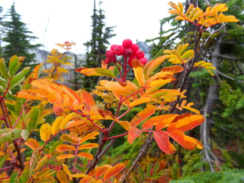 Sumac plant in fall