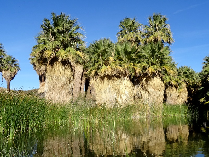 Coachella Valley Preserve