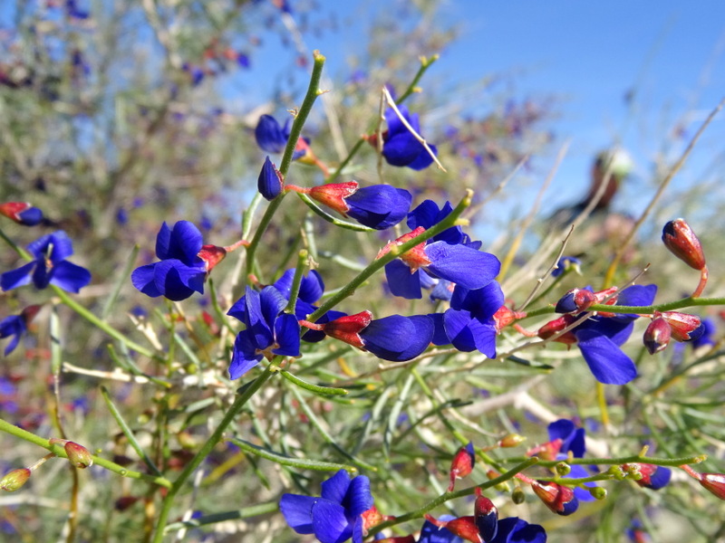 Coachella Valley Preserve