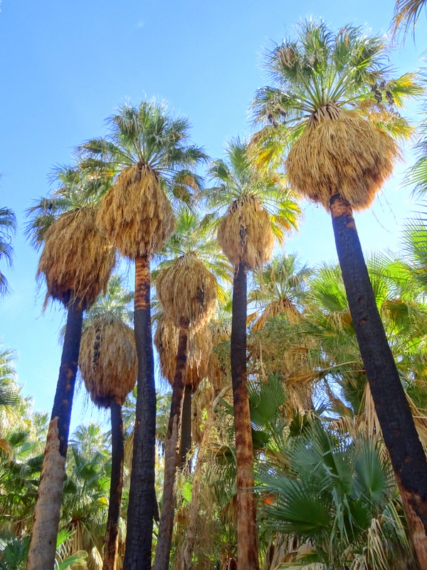 Coachella Valley Preserve