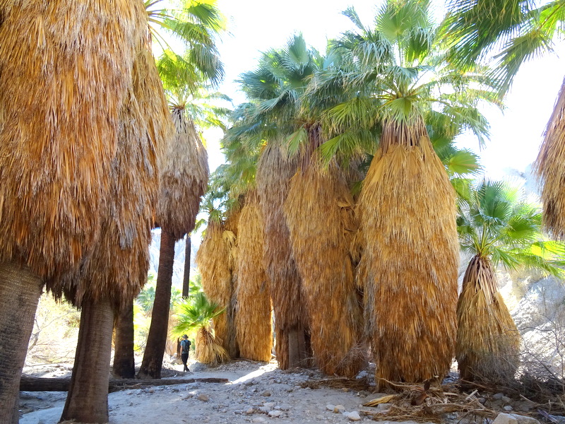 Coachella Valley Preserve