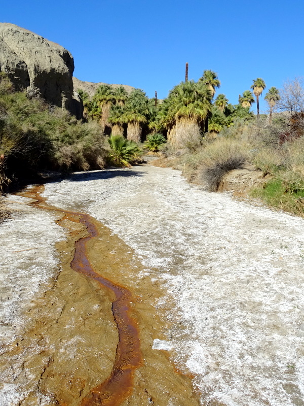 Coachella Valley Preserve