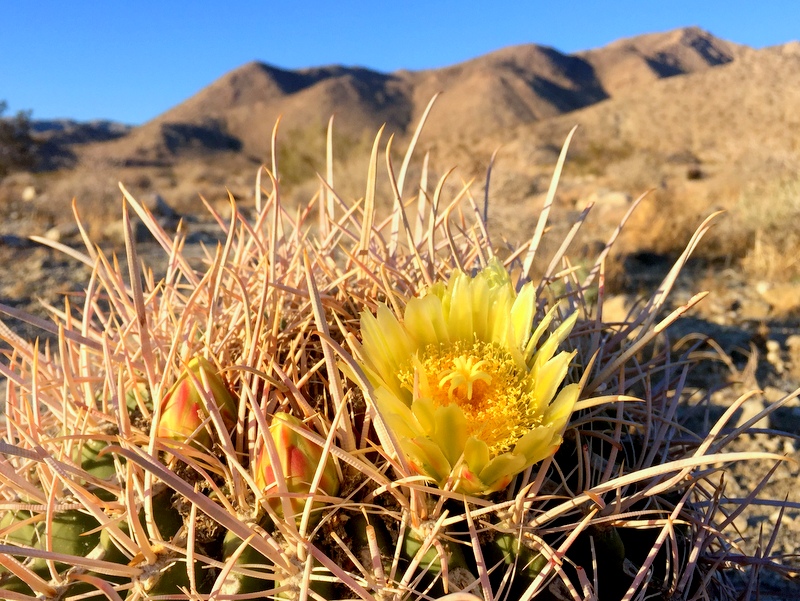 Barrel Cactus Flower