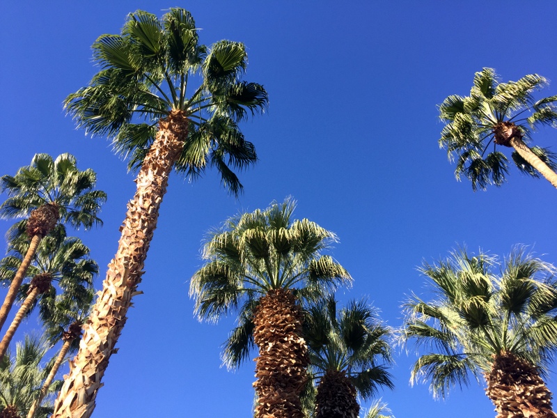 Palm Trees, CA