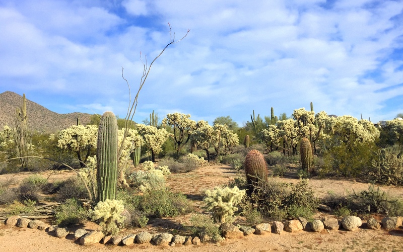 Usery Mountain Park