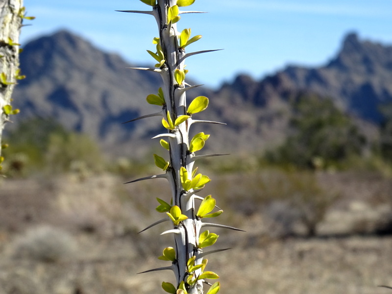 KOFA Wildlife Refuge