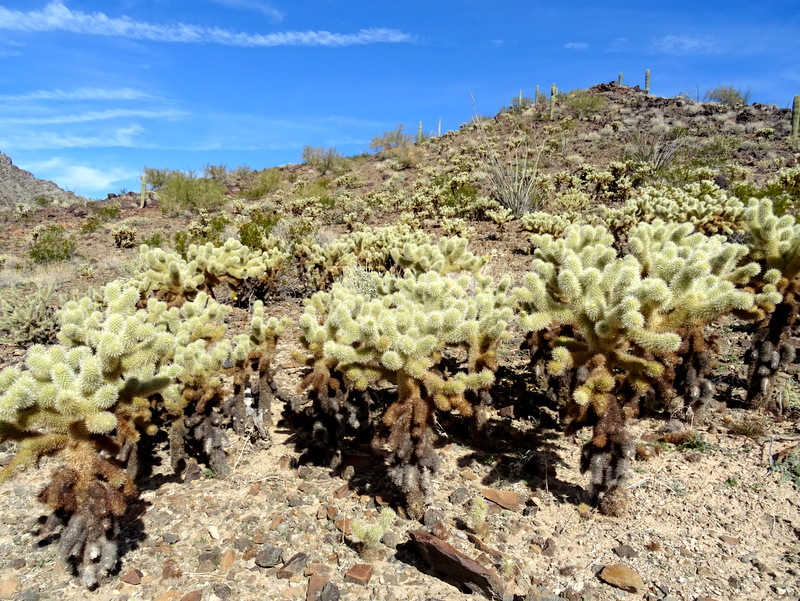 KOFA Wildlife Refuge