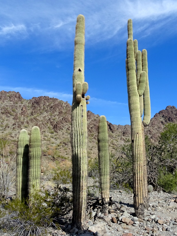 KOFA Wildlife Refuge