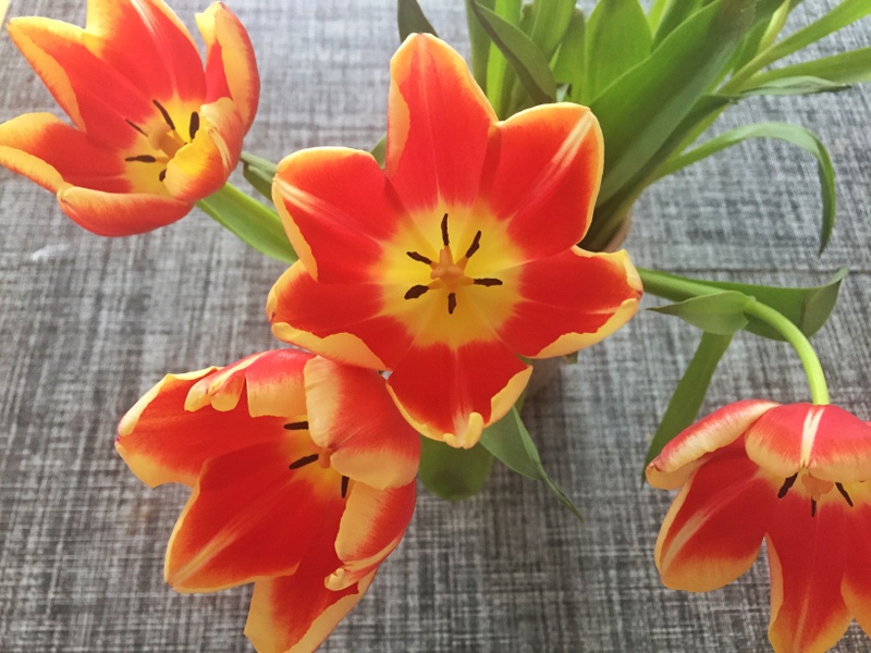 Bouquet of tulips