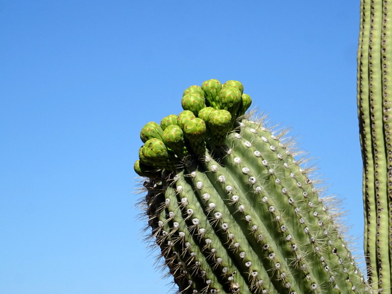 Saguaro Cactus Buds
