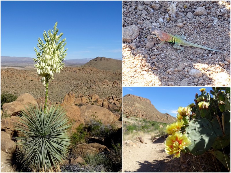 Blooming yucca & Prickly Pear cactus