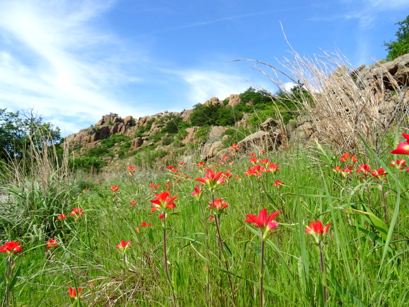 Indina Paintbrush Wildflowers