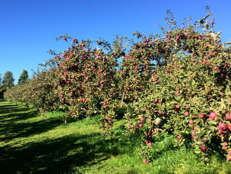 Monkton, VT All About Apples WatsonsWander